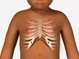 Baby's ribcage illustration