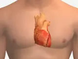 illustration of a person's heart